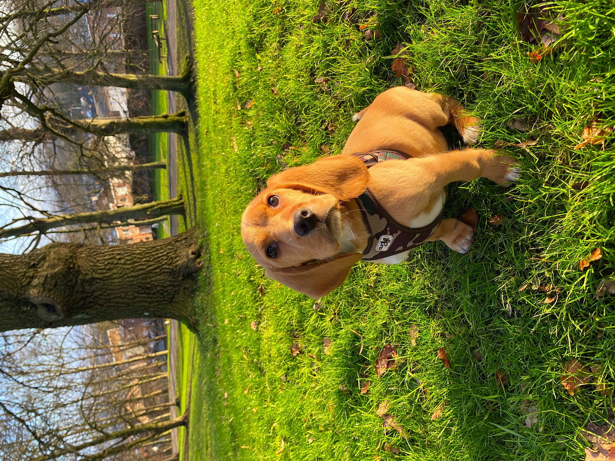Marty a rejoint le concours — aidez-le/la à gagner de superbes lots ! carnivore, companion_dog, dog, dog_breed, fawn, fence, grass, guard_dog, happy, non_sporting_group, people_in_nature, plant, tail, terrestrial_animal, tree, trunk, twig, wildlife, wood, working_animal