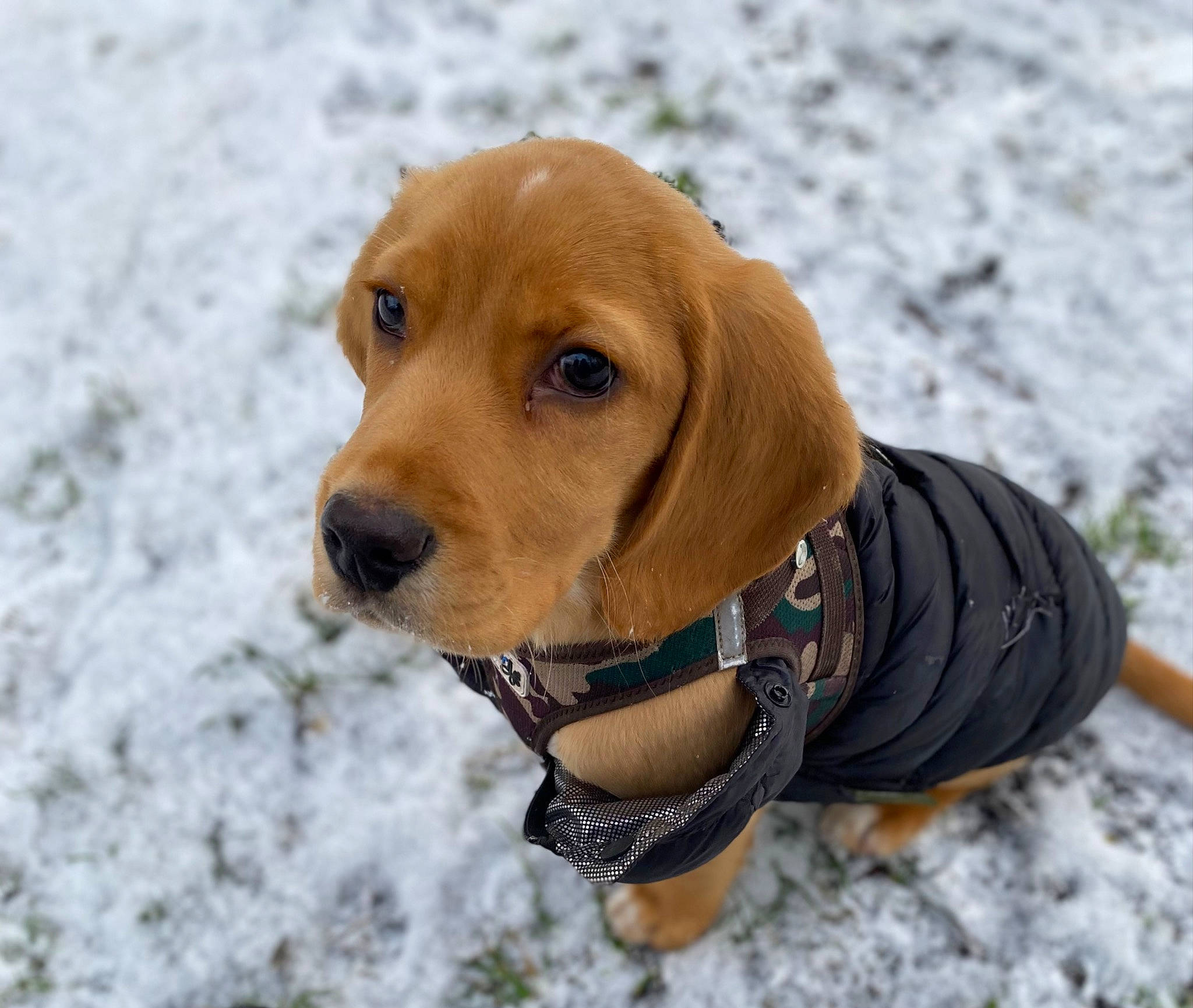 Marty a rejoint le concours — aidez-le/la à gagner de superbes lots ! carnivore, collar, companion_dog, dog, dog_breed, dog_collar, dog_supply, fawn, freezing, fur, hound, leash, liver, pet_supply, snout, snow, sporting_group, whiskers, winter, working_animal