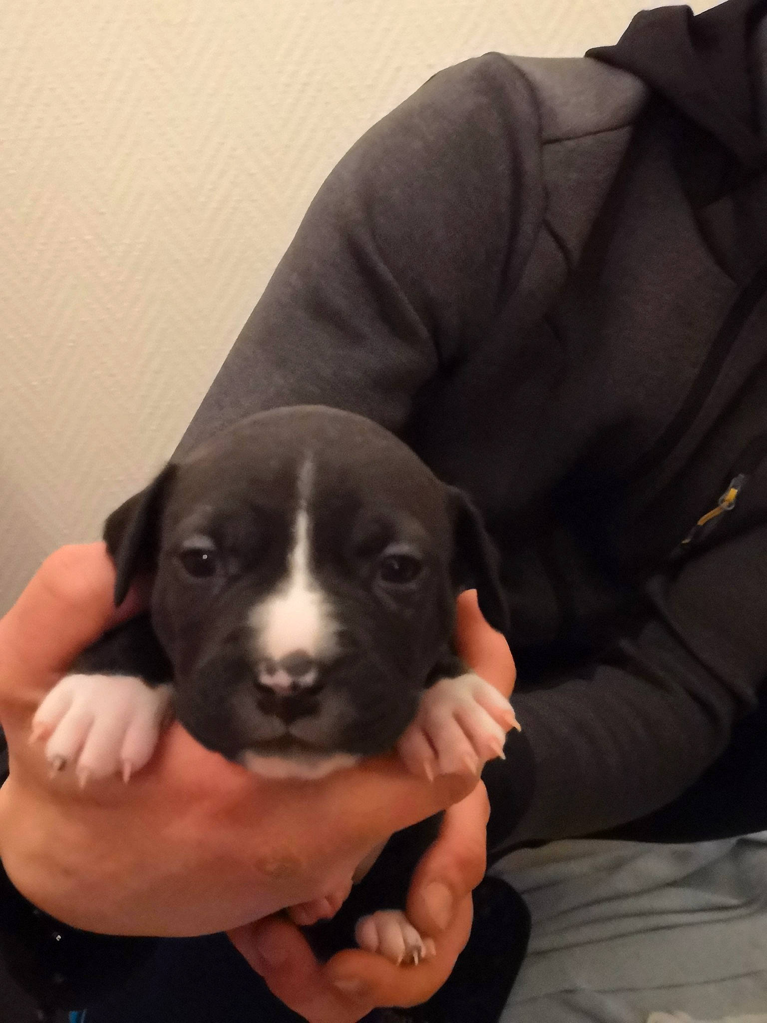 Gaïa participe au concours pour gagner de l'argent avec cette photo : bored, canidae, carnivore, comfort, companion_dog, dog, dog_breed, finger, fur, gesture, hand, nail, non_sporting_group, sleeve, snout, sporting_group, terrestrial_animal, working_animal, wrist