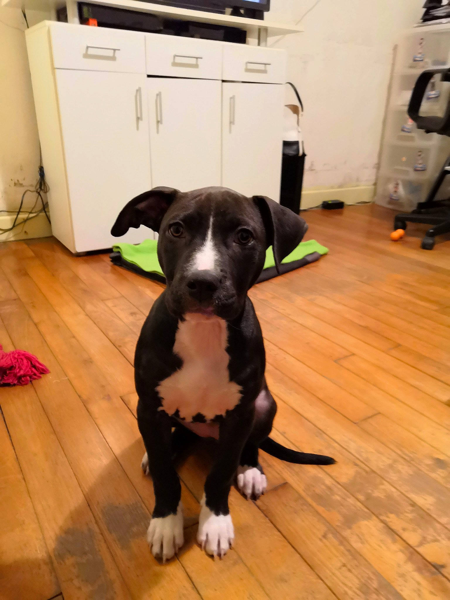 Gaïa participe au concours pour gagner de l'argent avec cette photo : cabinetry, carnivore, companion_dog, dog, dog_breed, dog_supply, fawn, floor, flooring, hardwood, home_appliance, kitchen_appliance, laminate_flooring, liver, sporting_group, tail, wood, wood_flooring, wood_stain, working_animal