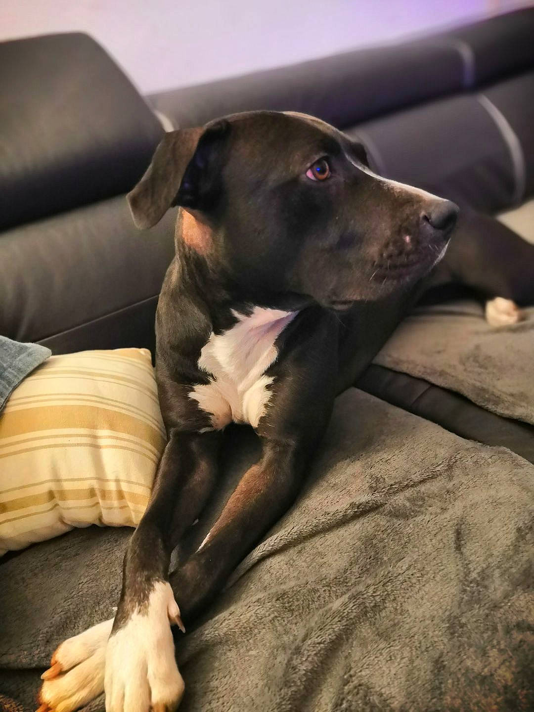 Gaïa participe au concours pour gagner de l'argent avec cette photo : canidae, carnivore, comfort, companion_dog, couch, dog, dog_breed, fawn, fur, guard_dog, gun_dog, non_sporting_group, sporting_group, whiskers, working_animal