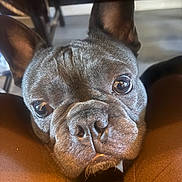 Duke is registered to the contest to win money with this photo: dog, french_bulldog, puppy, pet, animal, close_up, portrait, wrinkles, bat_ears, large_eyes, brown_fur, black_fur, short_snout, nose, face, indoor, cozy, seated, warm_lighting, adorable