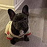 Duke is registered to the contest to win money with this photo: dog, french_bulldog, pet, portrait, sitting, indoor, floor, jersey, clothing, black_dog, white_chest, upright_ears, facial_expression, looking_at_camera, wood_floor, home, hallway, cute, companion_animal, photography