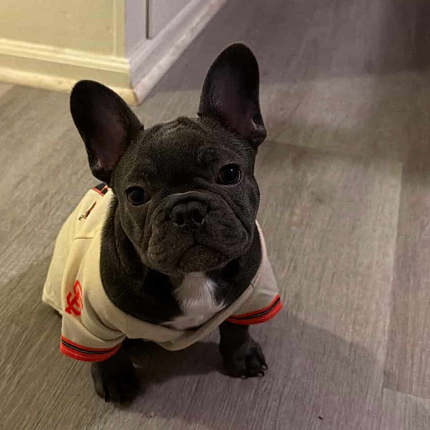 Duke