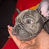 Duke joined the competition — help win amazing prizes! dog, french_bulldog, puppy, pet, animal, portrait, close_up, face, ears, wrinkles, gray_fur, brown_eyes, hand, person, red_clothing, indoors, flash_photography, vertical_photo, cute, funny_expression