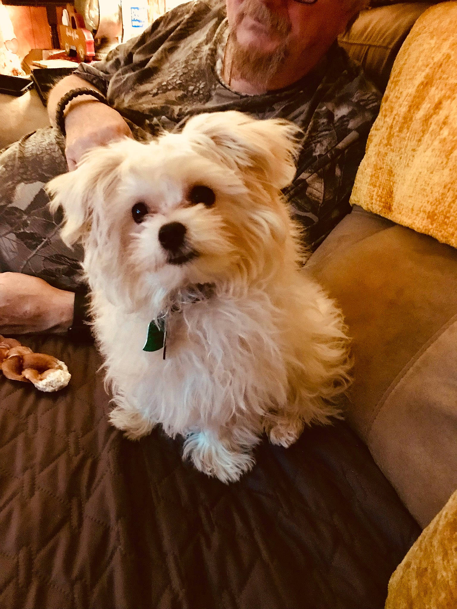 Yuki joined the competition — help win amazing prizes! canidae, carnivore, companion_dog, dog, dog_breed, dog_clothes, dog_supply, fashion_accessory, fawn, fur, pomeranian, small_terrier, snout, sporting_group, terrier, toy_dog, watch, wood, working_animal, yorkipoo