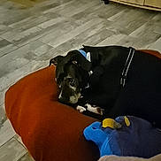 Voyou participe au concours pour gagner de l'argent avec cette photo : puppy, dog, black_and_white, pet, animal, face, eyes, lying_down, cushion, blanket, plush_toy, cozy, indoors, living_room, floor, tile, furniture, resting, portrait, home
