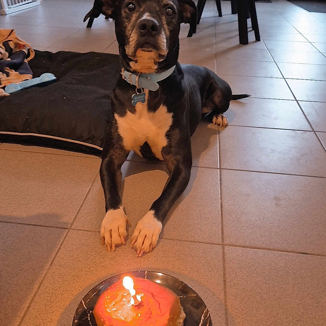 Voyou a rejoint le concours — aidez-le/la à gagner de superbes lots ! dog, birthday, cake, candle, pet, black_and_tan, sitting, indoors, home, tile_floor, dining_area, table, chairs, dog_bed, collar, tag, portrait, front_view, serious_expression, celebration