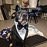 dog, tuxedo, bow_tie, formalwear, black_and_white, portrait, sitting, indoors, living_room, dining_area, furniture, chair, table, cushion, blanket, tile_floor, pet, costume, serious_expression, photography