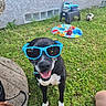 Voyou participe au concours pour gagner de l'argent avec cette photo : dog, sunglasses, black_and_white, outdoor, backyard, grass, happy, smiling, pet, portrait, animal, soccer_ball, pet_bowls, toy, house, wall, window, human, wristwatch, wooden_deck