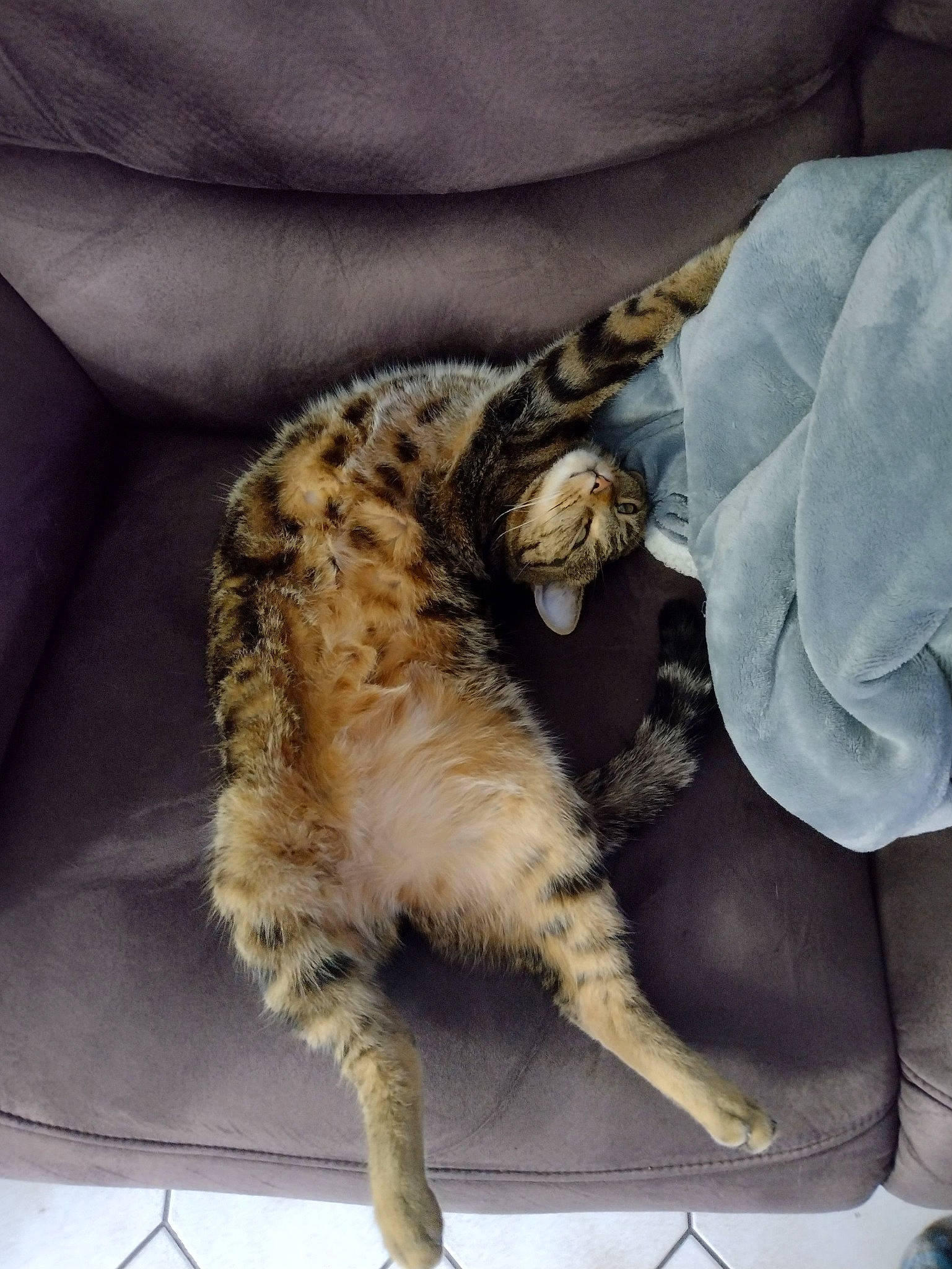 Toons a rejoint le concours — aidez-le/la à gagner de superbes lots ! canidae, carnivore, cat, claw, comfort, couch, domestic_short_haired_cat, felidae, fur, nap, paw, sleep, small_to_medium_sized_cats, tail, whiskers