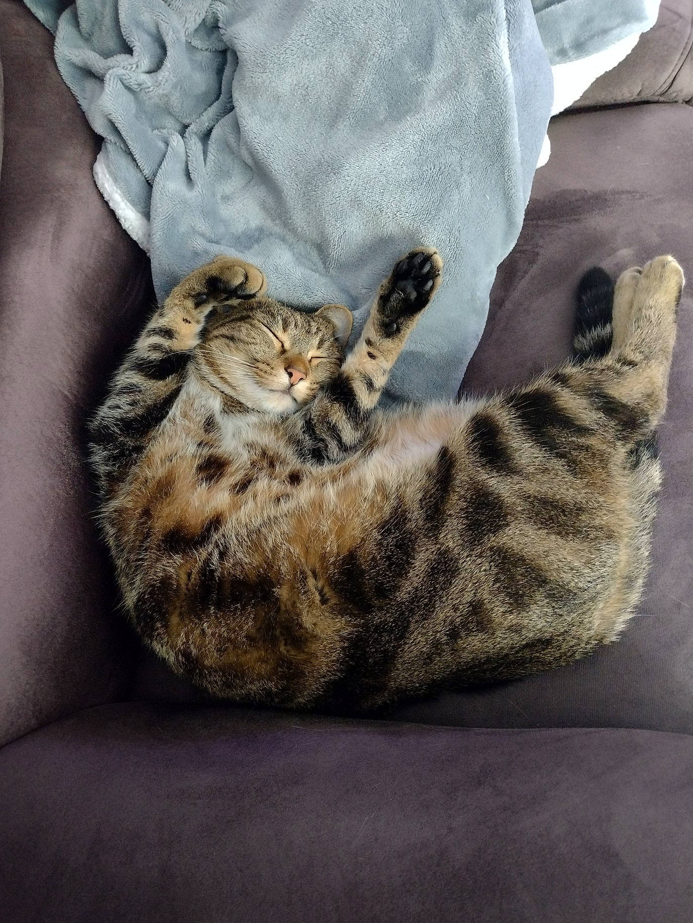 Toons participe au concours pour gagner de l'argent avec cette photo : bed, carnivore, cat, claw, comfort, domestic_short_haired_cat, felidae, fur, grey, nap, paw, sleep, small_to_medium_sized_cats, snout, tail, terrestrial_animal, vertebrate, whiskers, wildlife, wood