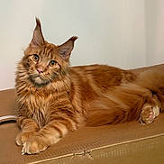 King is registered to the contest to win money with this photo: cat, maine_coon, ginger, orange, long_hair, pet, animal, feline, ears, whiskers, tail, paws, cardboard, box, indoor, relaxed, cute, fluffy, lying_down, domestic