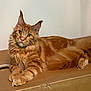 cat, maine_coon, ginger, orange, long_hair, pet, animal, feline, ears, whiskers, tail, paws, cardboard, box, indoor, relaxed, cute, fluffy, lying_down, domestic