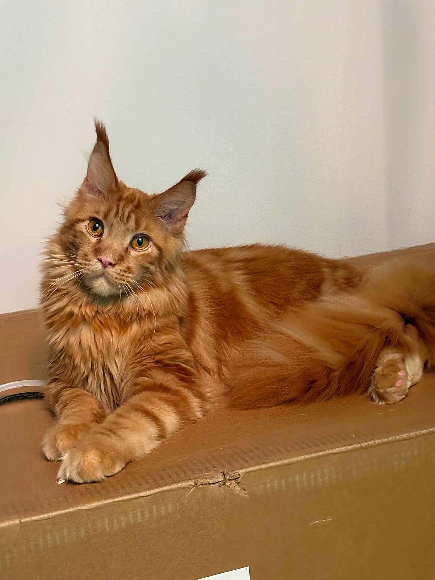 King is registered to the contest to win money with this photo: cat, maine_coon, ginger, orange, long_hair, pet, animal, feline, ears, whiskers, tail, paws, cardboard, box, indoor, relaxed, cute, fluffy, lying_down, domestic