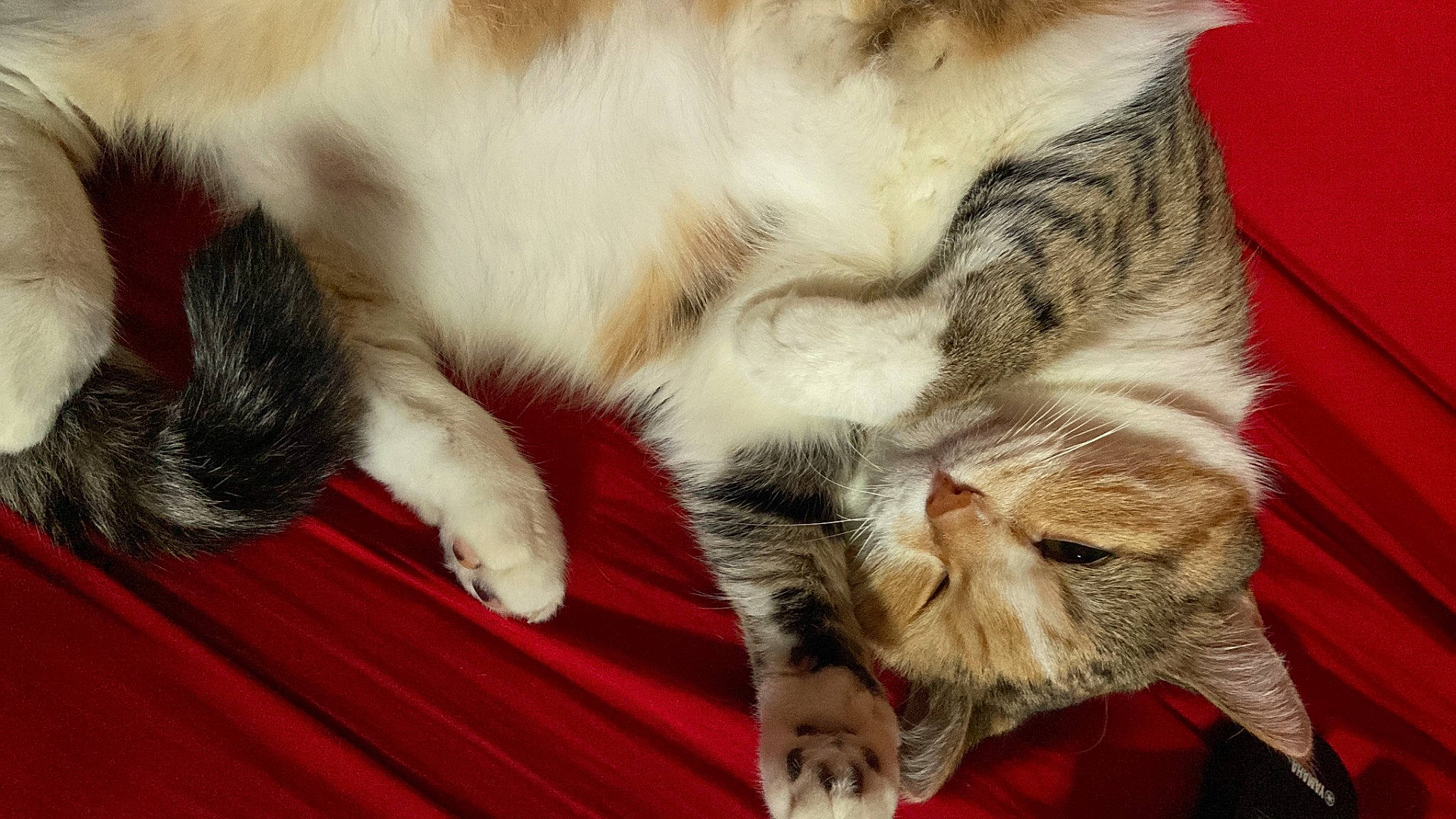 Kimora a rejoint le concours — aidez-le/la à gagner de superbes lots ! carnivore, cat, claw, comfort, domestic_short_haired_cat, fawn, felidae, foot, fur, mammal, nap, paw, sleep, small_to_medium_sized_cats, snout, tail, vertebrate, whiskers