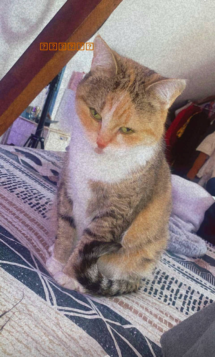 Kimora a rejoint le concours — aidez-le/la à gagner de superbes lots ! carnivore, cat, claw, comfort, domestic_short_haired_cat, eye, fawn, felidae, fur, human_leg, leg, linens, paw, photo_caption, sitting, small_to_medium_sized_cats, snout, tail, whiskers, wood