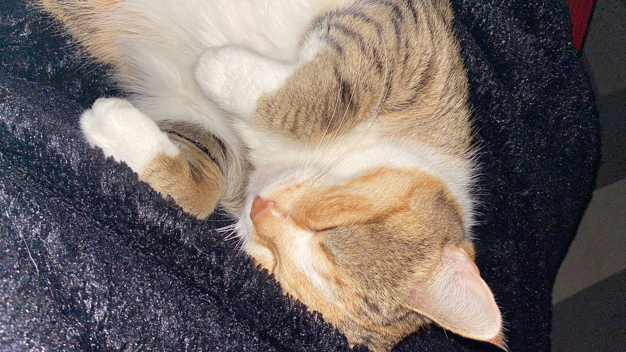 Kimora participe au concours pour gagner de l'argent avec cette photo : carnivore, cat, claw, comfort, ear, eye, fawn, felidae, foot, fur, human_leg, nap, paw, sleep, small_to_medium_sized_cats, snout, sporting_group, tail, terrestrial_animal, whiskers