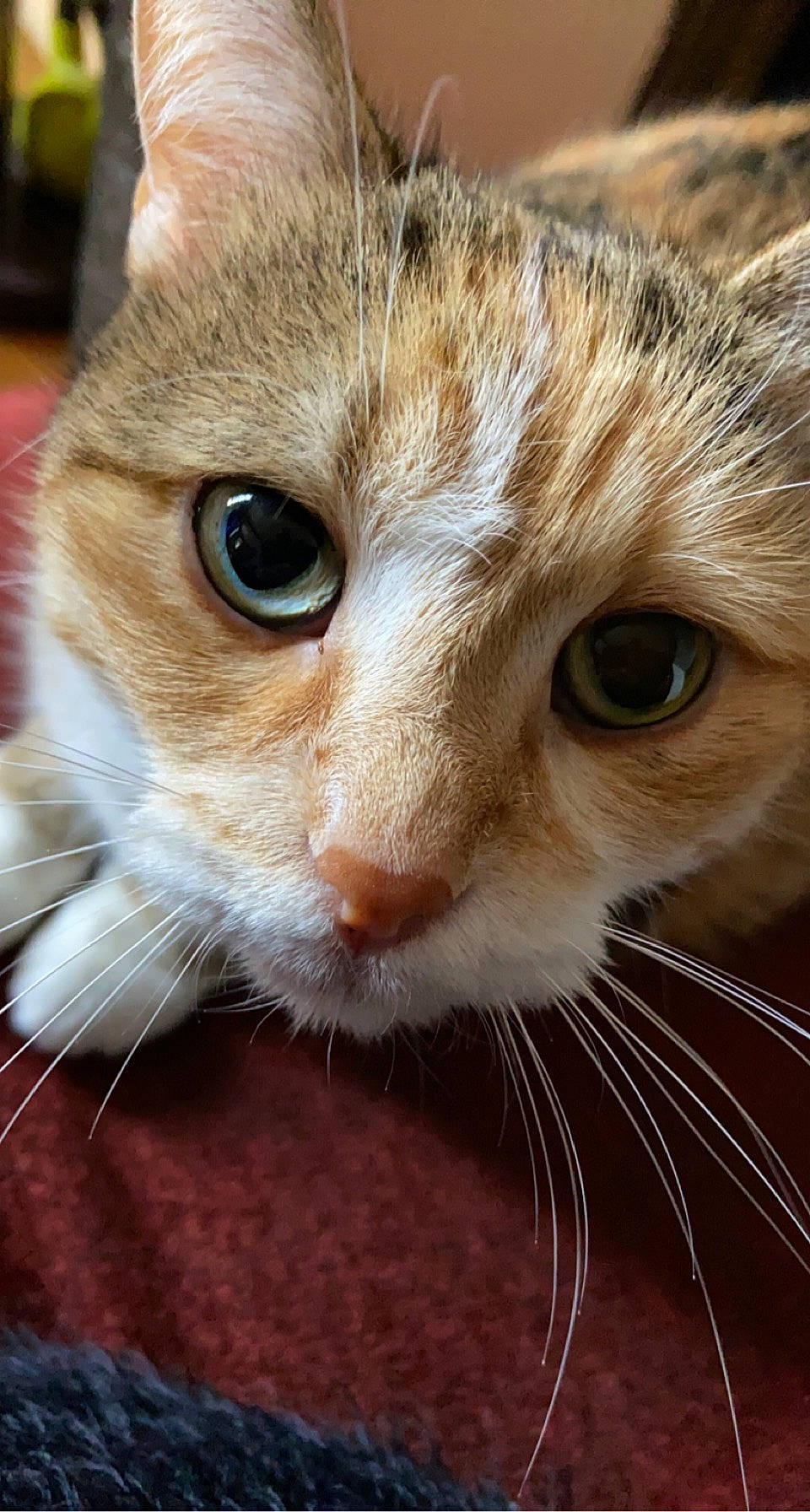 Kimora participe au concours pour gagner de l'argent avec cette photo : carnivore, cat, close_up, domestic_short_haired_cat, ear, eyelash, fawn, felidae, fur, iris, paw, small_to_medium_sized_cats, snout, terrestrial_animal, whiskers, wildlife