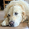 dog, golden_retriever, pet, animal, lying_down, indoor, wooden_floor, fur, close_up, face, nostrils, ears, paw, sleepy, resting, canine, mammal, domestic_animal, cute, fluffy