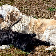 Nala a rejoint le concours — aidez-le/la à gagner de superbes lots ! dog, golden_retriever, cat, black_cat, grass, outdoor, sunlight, animal, pet, relaxing, friendship, nature, mammal, lying_down, fur, peaceful, companions, summer, daytime, cute
