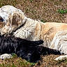 dog, golden_retriever, cat, black_cat, grass, outdoor, sunlight, animal, pet, relaxing, friendship, nature, mammal, lying_down, fur, peaceful, companions, summer, daytime, cute