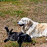 Nala participe au concours pour gagner de l'argent avec cette photo : dog, cat, grass, outdoor, sunny, animal, pet, golden_retriever, black_cat, relaxing, nature, fur, laying_down, sunlight, mammal, domestic_animal, leisure, companion, friendly, peaceful