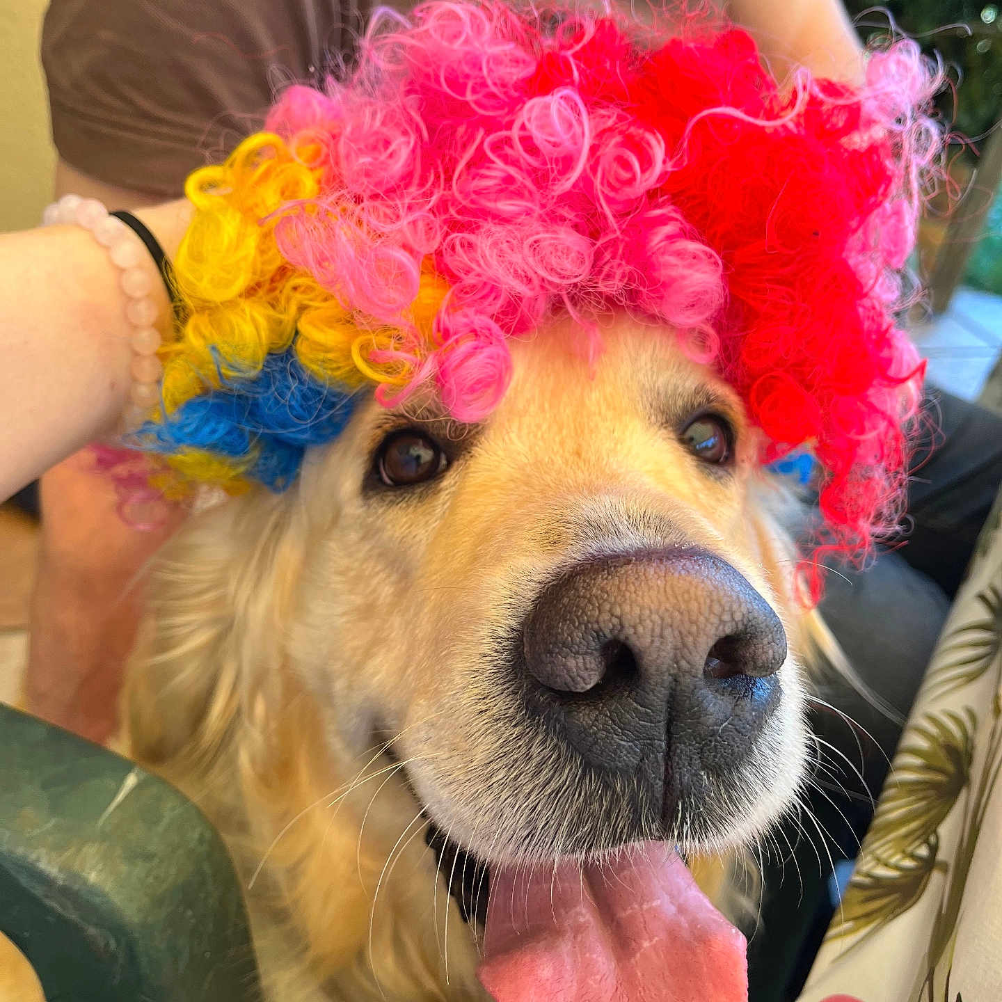 Samy participe au concours pour gagner de l'argent avec cette photo : animal, bodypart, canine, clothing, costume, cushion, dog, face, flower, goldenretriever, hair, head, homedecor, mouth, person, pet, photography, portrait, puppy, wig