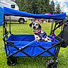 animal, blue_wagon, canopy, clouds, cute, dalmatian, daytime, dog, grass, harness, leash, outdoor, park, people, pet, recreational_vehicle, resting, sky, trees, vehicle
