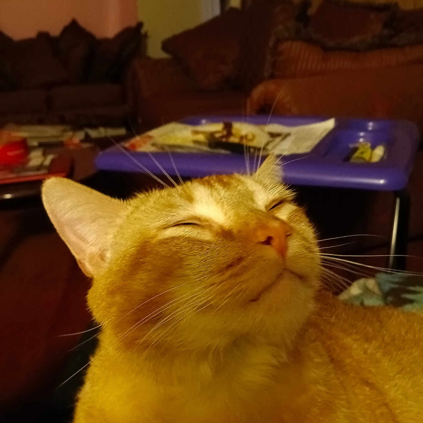 Max is registered to the contest to win money with this photo: animal, cat, close_up, couch, cozy, domestic, face, feline, fur, furniture, indoor, living_room, mammal, orange_tabby, pet, pillow, relaxed, table, tray, whiskers