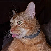 Maximilian joined the competition — help win amazing prizes! cat, orange_cat, feline, pet, animal, collar, tongue_out, whiskers, green_eyes, close_up, portrait, indoor, sitting, fur, tabby, ginger, funny, curious, dark_background, ai_generated