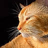 cat, orange_tabby, feline, pet, animal, close_up, portrait, whiskers, fur, golden_fur, pink_nose, green_eye, profile, side_view, dramatic_lighting, black_background, indoor, sleepy, cute, photography