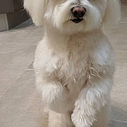 Neige a rejoint le concours — aidez-le/la à gagner de superbes lots ! animal, companion, curious, cute, dog, domestic, ears, face, fluffy, fur, indoor, looking, nose, paw, pet, portrait, small_dog, standing, tile_floor, white