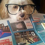 Dina participe au concours pour gagner de l'argent avec cette photo : companion_dog, facial_hair, glasses, moustache, publication