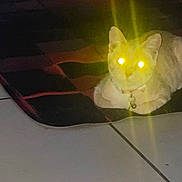Layla is registered to the contest to win money with this photo: cat, glowing_eyes, indoor, tile_floor, rug, pet, animal, collar, night, dark, yellow_light, cute, feline, resting, domestic_cat, small, mammal, whiskers, alert, sitting