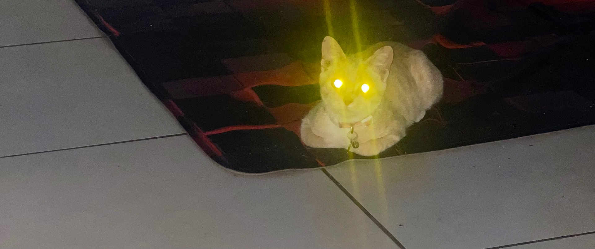 Layla is registered to the contest to win money with this photo: cat, glowing_eyes, indoor, tile_floor, rug, pet, animal, collar, night, dark, yellow_light, cute, feline, resting, domestic_cat, small, mammal, whiskers, alert, sitting