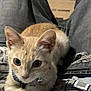 Layla is registered to the contest to win money with this photo: kitten, cat, orange_tabby, collar, bell, pet, lap, denim, clothing, fur, whiskers, ears, eyes, cute, indoor, resting, animal, young, feline, curious