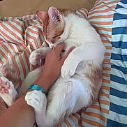 Olympe a rejoint le concours — aidez-le/la à gagner de superbes lots ! affection, bed, cat, comfort, cozy, cute, domestic_animal, feline, hand, human, indoor, lying_down, orange_cat, paw, pet, playing, resting, skin, striped_bedspread, white_cat