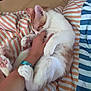 affection, bed, cat, comfort, cozy, cute, domestic_animal, feline, hand, human, indoor, lying_down, orange_cat, paw, pet, playing, resting, skin, striped_bedspread, white_cat