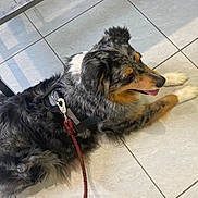 Olympe participe au concours pour gagner de l'argent avec cette photo : dog, canine, pet, indoor, floor, tile, leash, harness, fur, tongue, relaxed, lying_down, black_fur, brown_fur, white_fur, gray_fur, shadow, domestic_animal, companion, animal