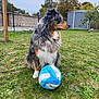 animal, canine, daytime, dog, fence, fur, garden, grass, nature, outdoor, paw, pet, playing, sitting, sky, soccer_ball, sport, toy, tree, yard