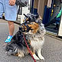backpack, black, blue, brown, dog, footwear, fur, leash, muzzle, open_door, outdoor, pavement, person, shorts, side_view, sitting, train, train_platform, waiting, white