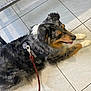 dog, australian_shepherd, pet, canine, lying_down, leash, harness, indoor, tile_floor, fur, black, white, brown, animal, companion, domestic_animal, resting, side_view, tongue_out, shadow