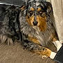 dog, australian_shepherd, merle_coat, indoor, carpet, pet, canine, animal, fur, laying_down, curtain, brown, black, white, orange, ears, nose, eyes, companion, relaxed