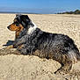 Olympe participe au concours pour gagner de l'argent avec cette photo : dog, beach, sand, outdoor, sunny, canine, relaxing, water, sky, nature, animal, fur, side_view, quiet, daytime, coast, seaside, peaceful, landscape, pet