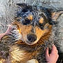 Olympe a rejoint le concours — aidez-le/la à gagner de superbes lots ! dog, beach, sand, wet_fur, hands, petting, relaxed, closeup, sunlight, outdoor, animal, happy, cute, furry, content, nature, paw, portrait, summer, friendship