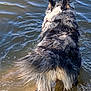 dog, water, fur, animal, lake, ripples, outdoor, nature, wet, canine, shore, summer, pet, back_view, waves, brown, black, white, fluffy, playful