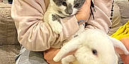 Tweex a rejoint le concours — aidez-le/la à gagner de superbes lots ! person, cat, rabbit, animal, pet, indoor, couch, hoodie, gray_cat, white_rabbit, casual, cozy, hand, sitting, fur, cute, domestic, relaxed, soft_lighting, companion