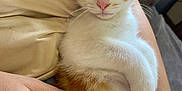 Aézyo participe au concours pour gagner de l'argent avec cette photo : kitten, cat, orange_and_white, fluffy, pet, cute, lying_down, person_hand, indoor, cozy, close_up, young_cat, fur, ears, whiskers, relaxed, looking_at_camera, domestic_cat, animal, companion