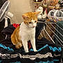 Aézyo participe au concours pour gagner de l'argent avec cette photo : cat, orange_cat, white_cat, striped_towel, drying_rack, indoor, fan, holiday_wreath, plush_toys, decorations, table, scissors, container, mirror, cozy, pet, furniture, household_items, orange_and_white, sitting